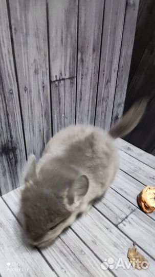 Белая фиолетовая мозаика самец. Цену уточняйте