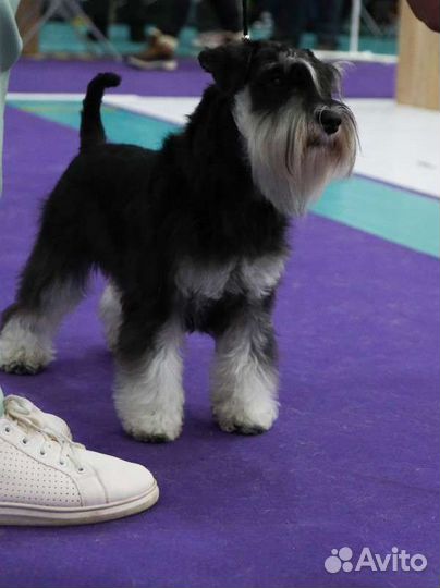 Цвергшнауцеры чёрные с серебром