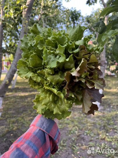 Домашняя зелень