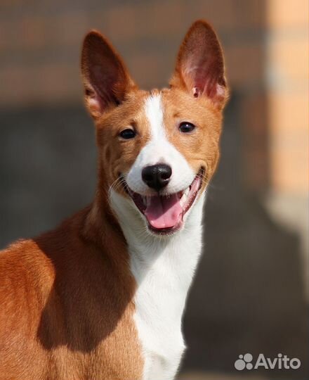 Рыже- белые щенки басенджи