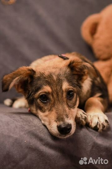 Щенок Боня умная добрая в хорошие руки