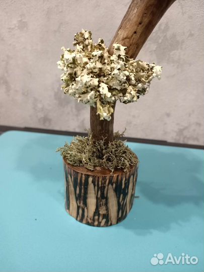 Дерево из цетрарии