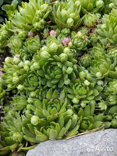 Молодило каменная роза