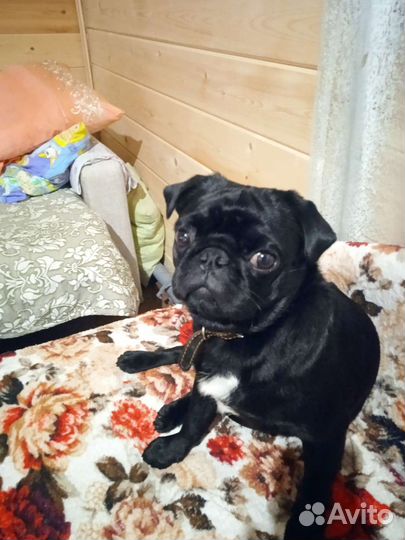 Мопс вязка мальчик