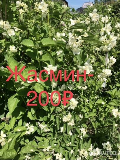 Калина бульданеж, снежноягодник,жасмин