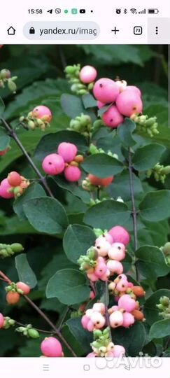 Снежноягодник розовый