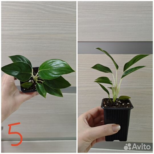 Аглаонемы(детки). Филодендроны (детки)