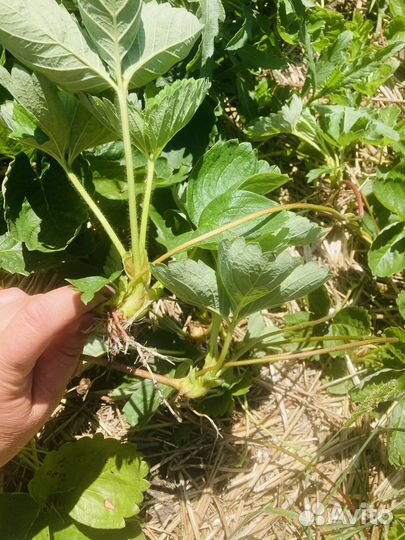 Рассада клубники Азия