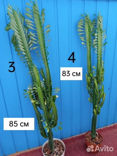 Молочай трехгранный
