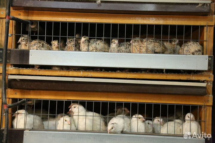 Перепела/перепелки/перепелиное яйцо/домашняя птица