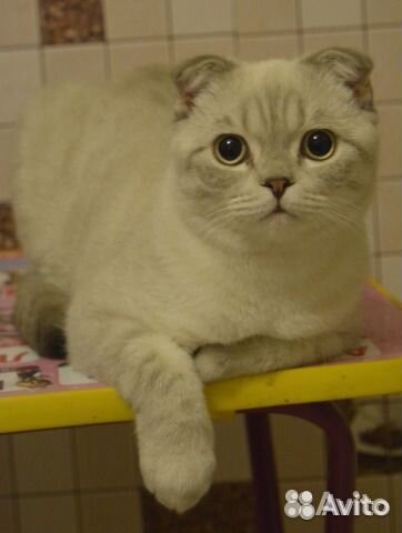 Шотландский кот для вязки