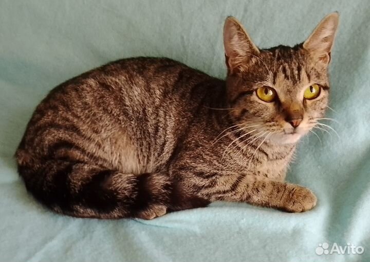 Отдам в добрые руки