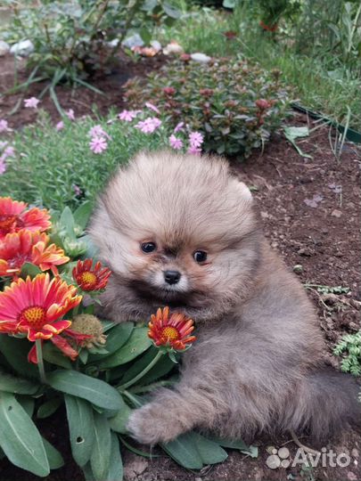 Щенки шпица и подростки,взрослые суки,питомник