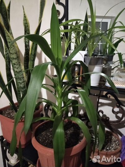 Юкка комнатная