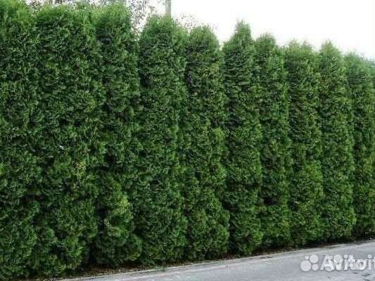 Туя колумна