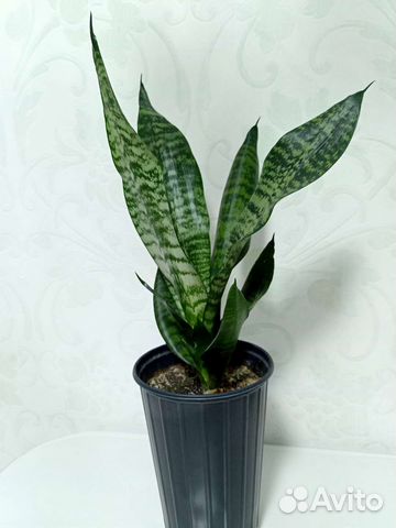 Сансевиерия (тещин язык)
