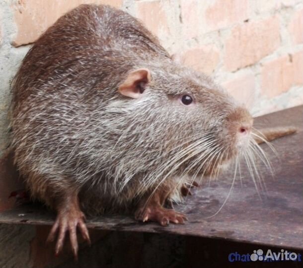 Нутрии живые