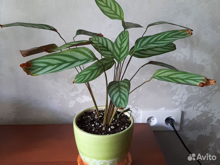 Домашний цветок