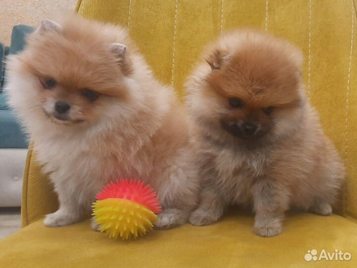 Шпицульки красатульки