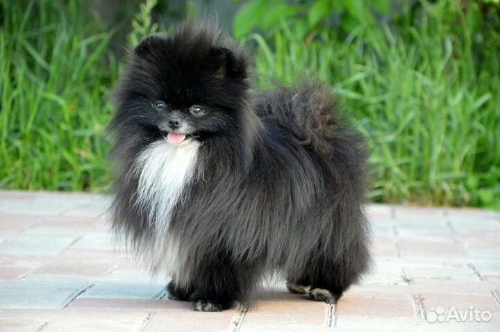 Шикарный мальчик мини