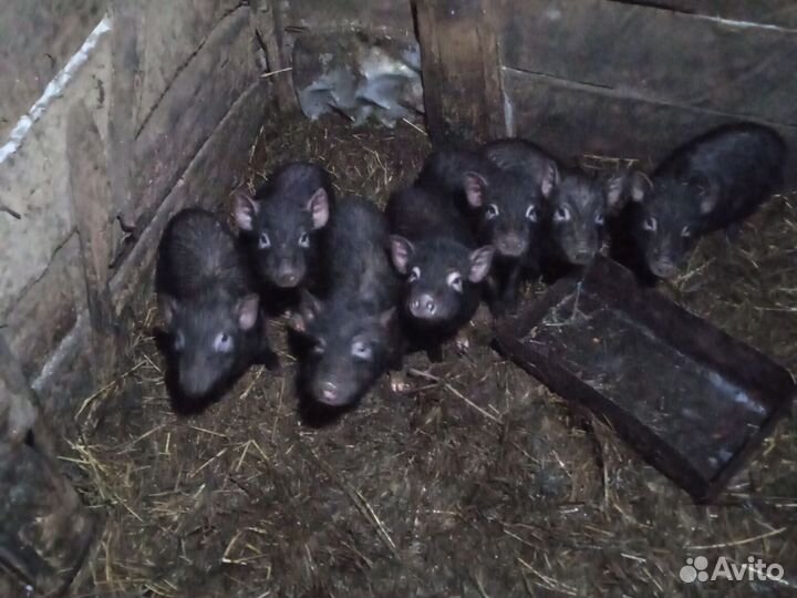 Вьетнамские вислобрюхие поросята