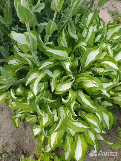 Многолетние садовые цветы