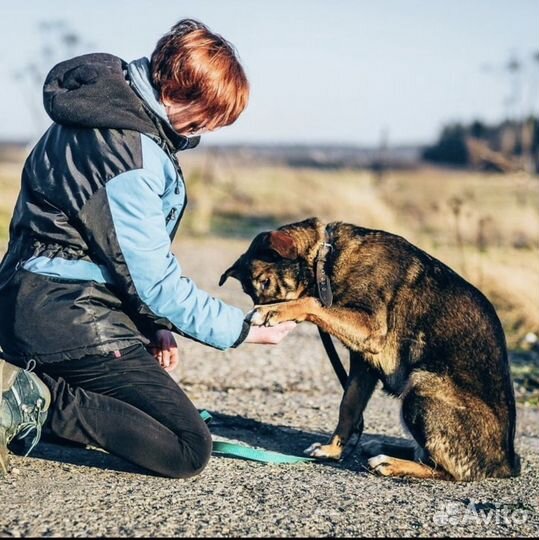 Собака в добрые руки