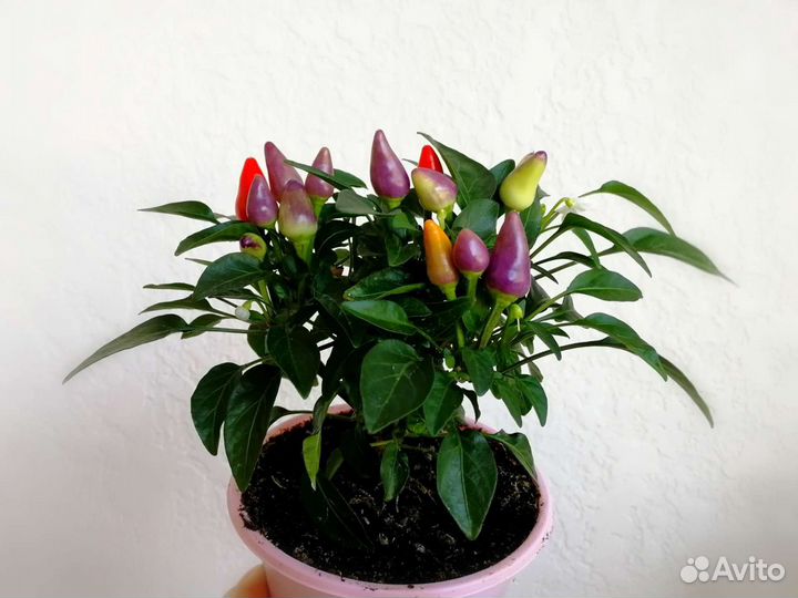 Декоративный перец, семена, кустики с плодами