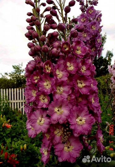 Дельфиниум новозеландский