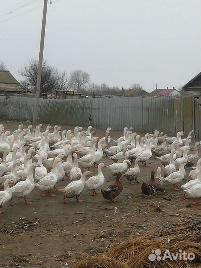 Гуси, утки на мясо