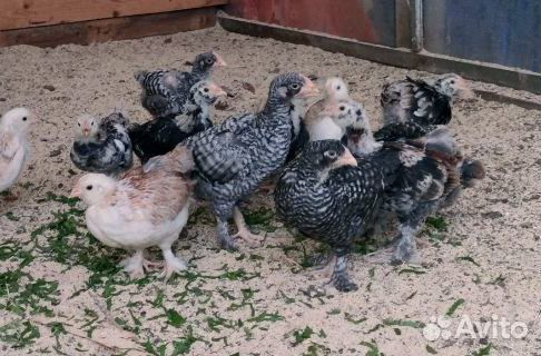 Петушки на племя мехеленская кукушка