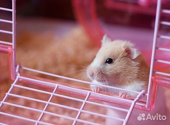 Передержка мелких животных