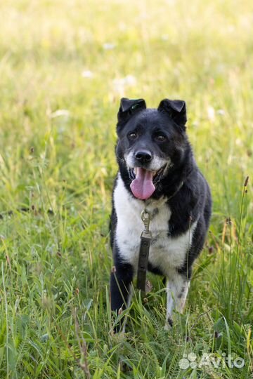 Собака в добрые руки, его били и в него стреляли