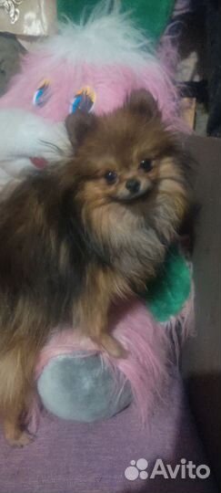 Мини шпиц вязка