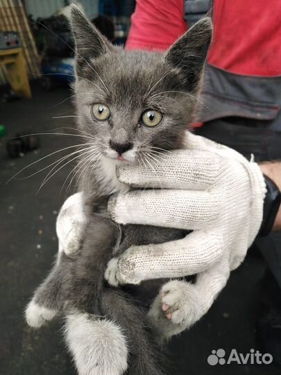 Котята в добрые руки бесплатно