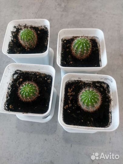 Кактус цветущий