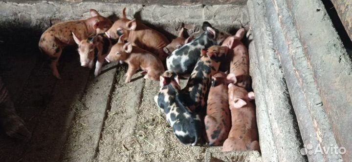 Продам поросят