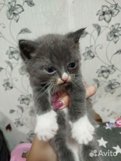 Отдам котят