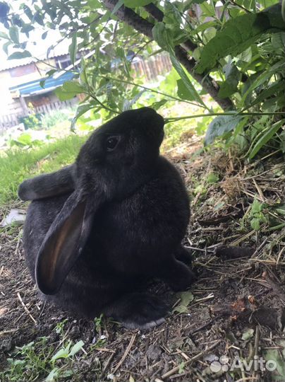 Кролики мясной породы