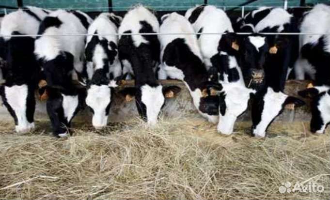 Телята бычки