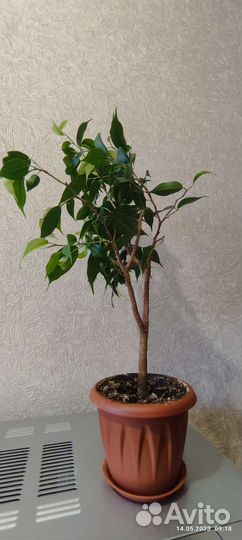 Фикус бенджамина Наташа