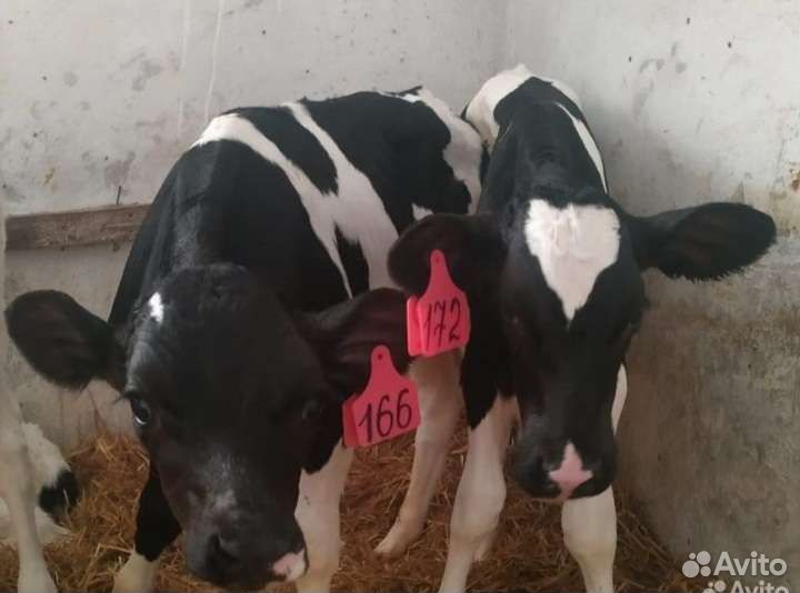 Бычки и тёлочки