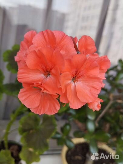 Пеларгония Найт Салмон