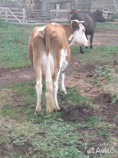 Корова высокоудойная