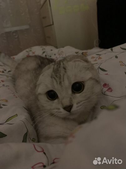 Шотландская вислоухая кошка вязка