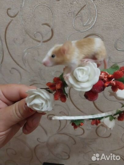 Сатиновые мыши