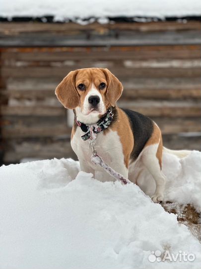 Бигль вязка