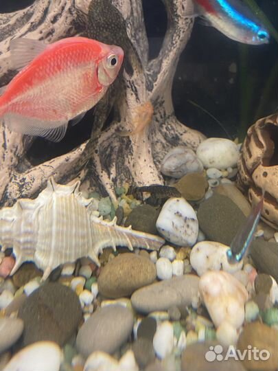 Аквариумные рыбки