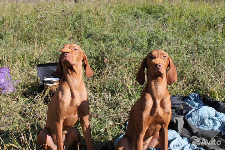 Дрессировка собак всех пород, опытный кинолог