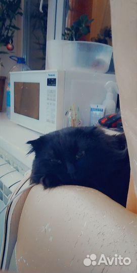 Шотландский кот вязка